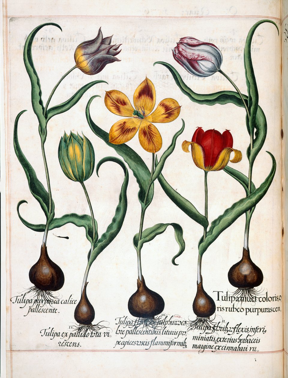 Tulipan, fra 