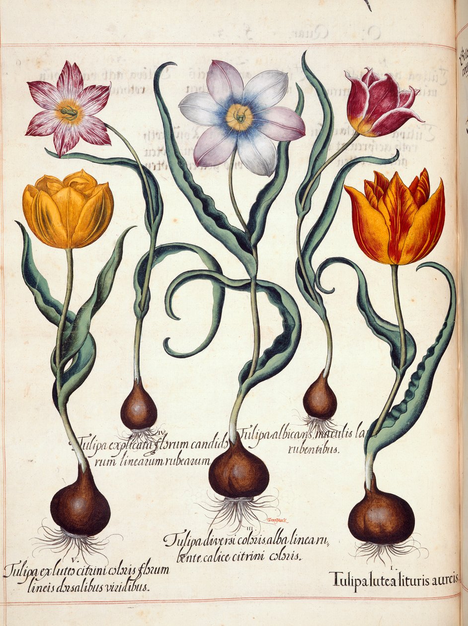 Tulipaner, fra 