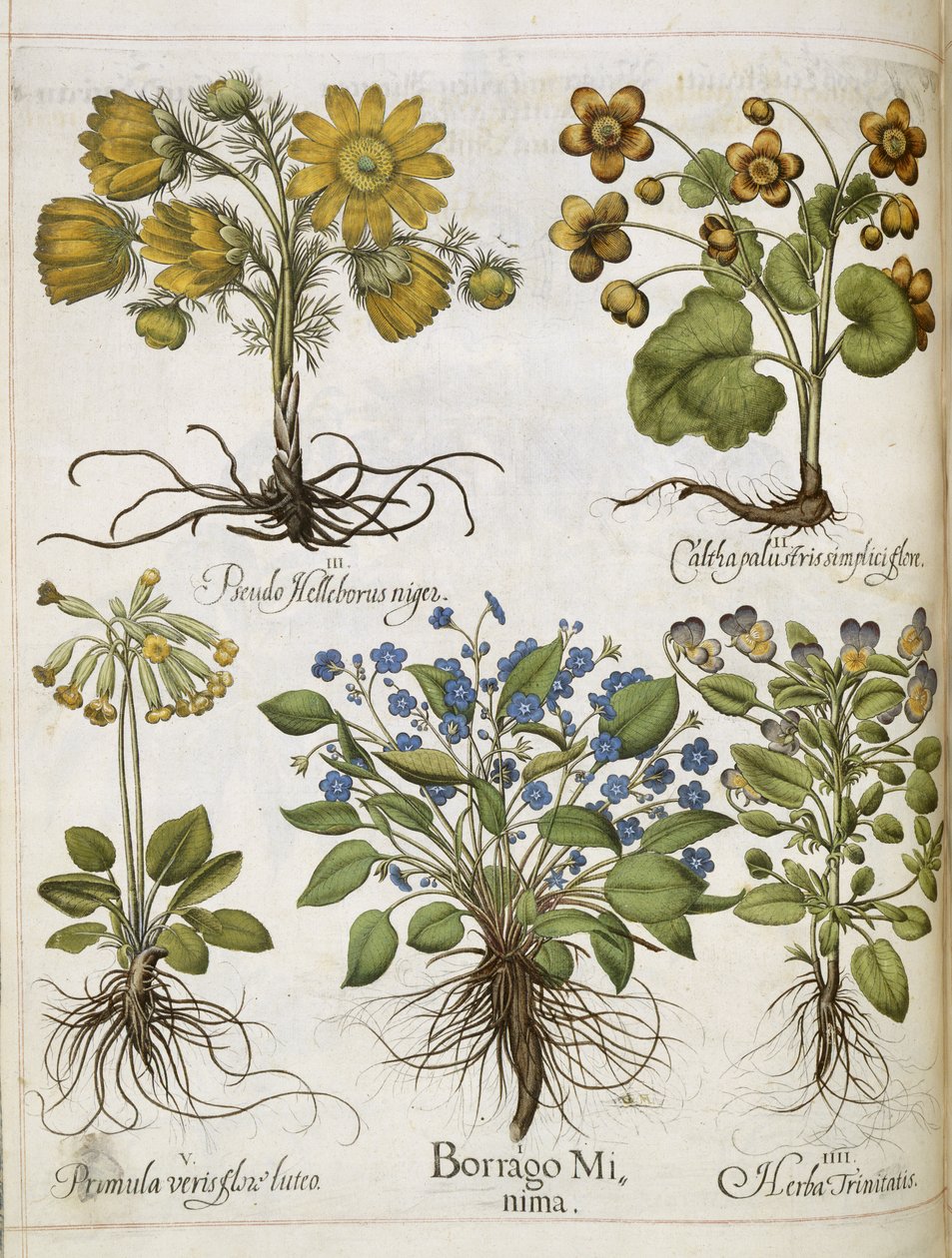 Forskellige planter, fra 