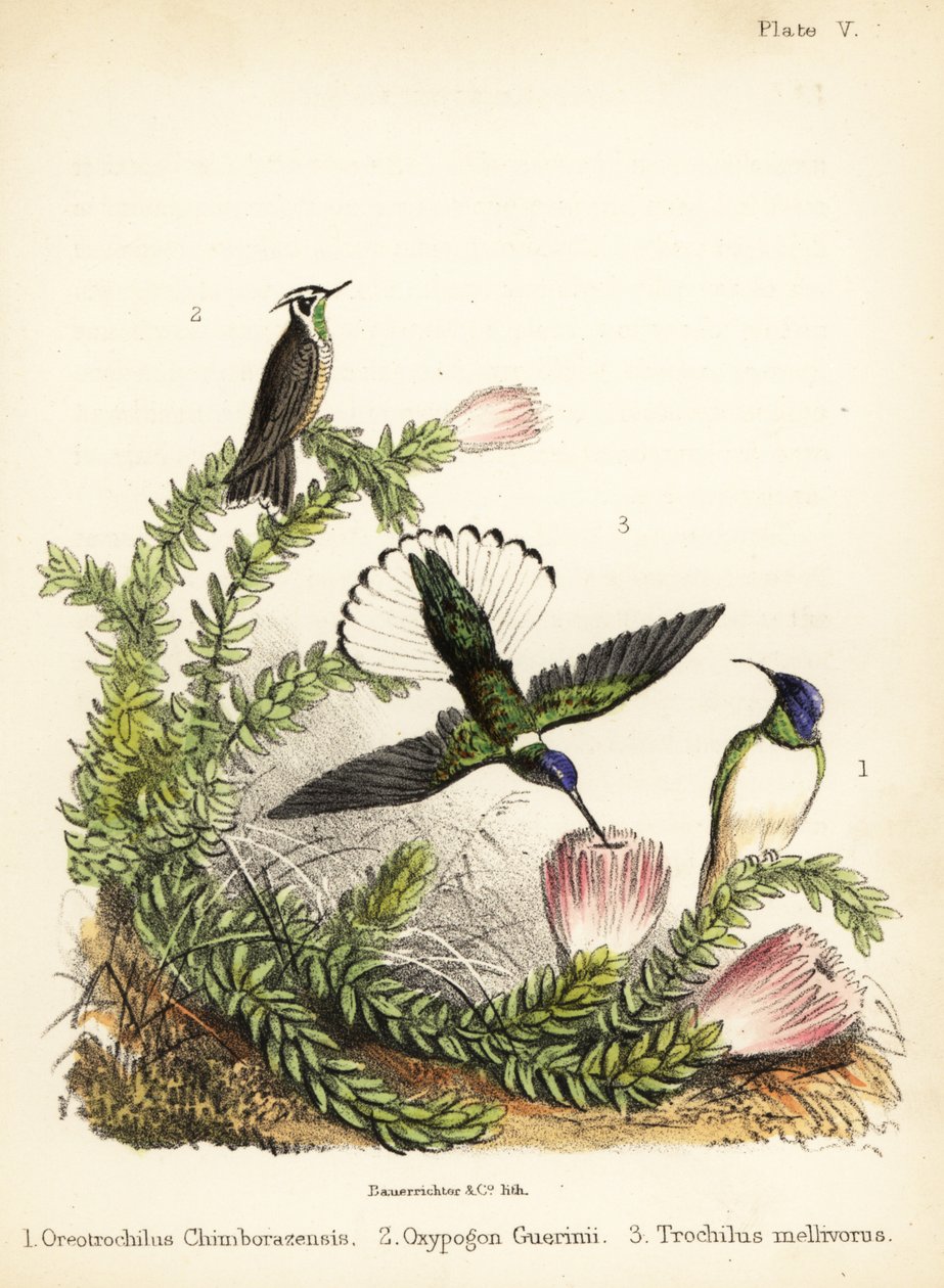 Kolibriarter. 1855 (litografi) af Bauerrichter