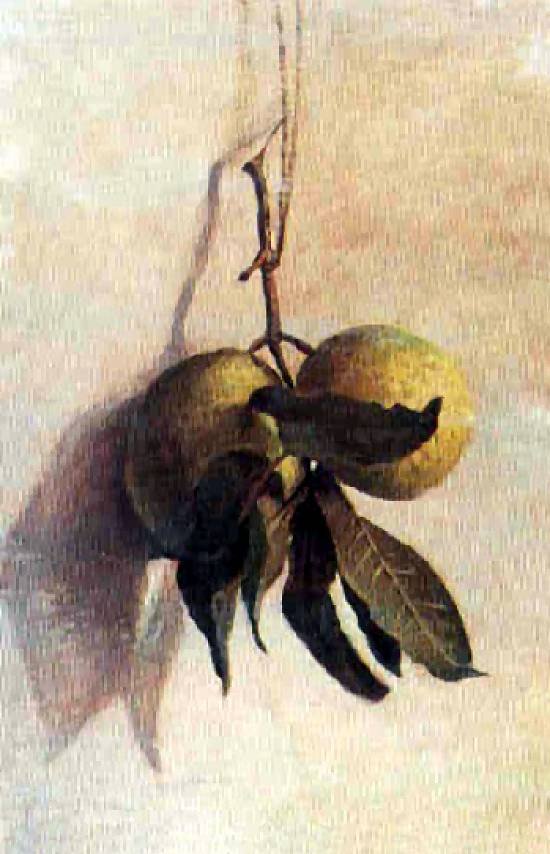 GuavanPortugues: Guavabasn af Benedito Calixto