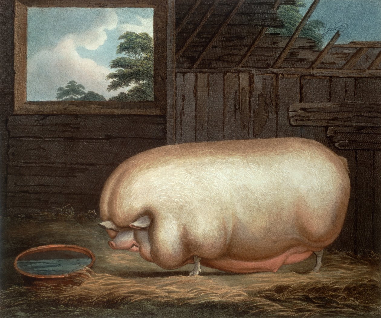 Dette bemærkelsesværdige dyr..., indgraveret af John Whessel (ca. 1760-1823), 1808 af Benjamin Gale