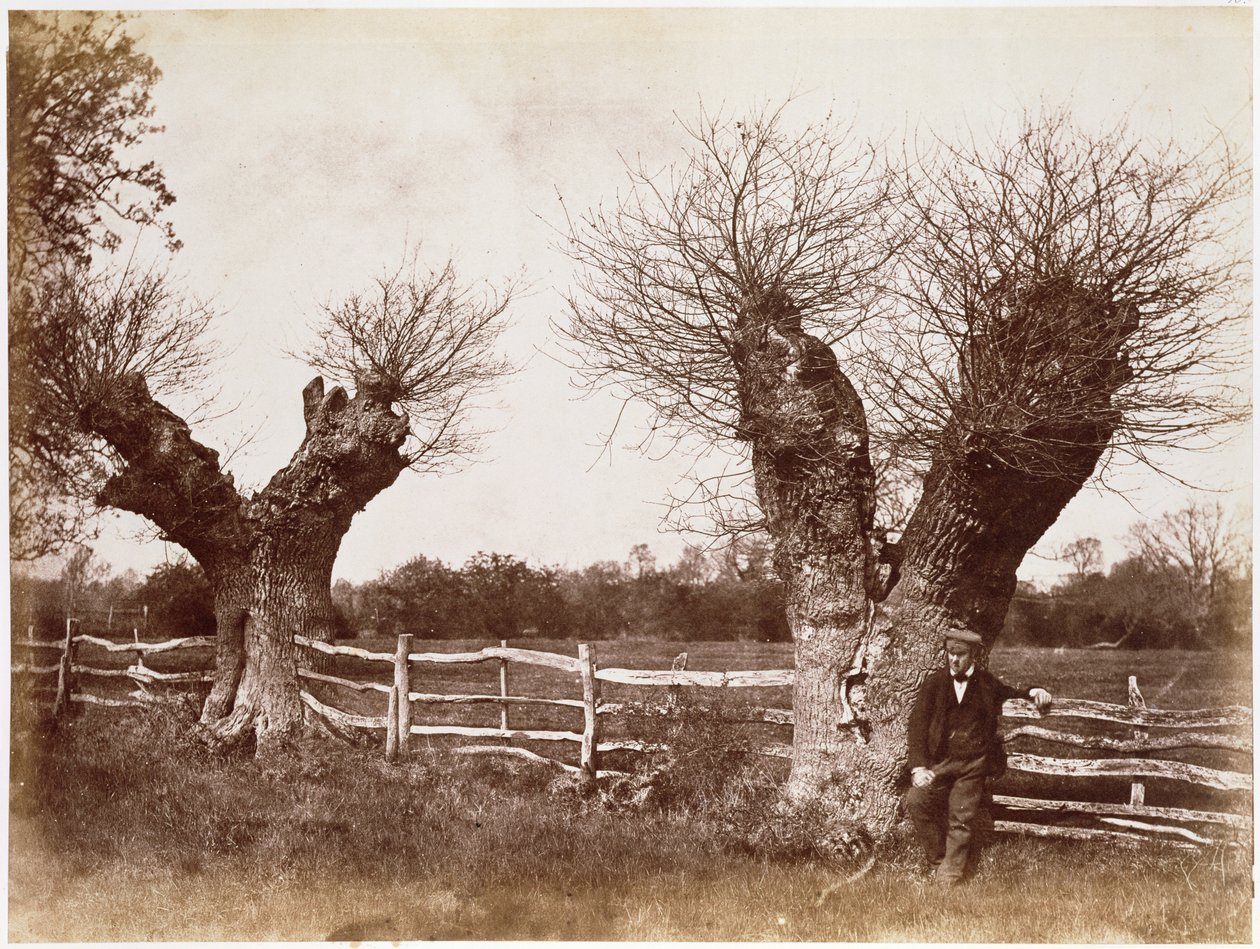 A Hedgerow Tree, 1852 (albumin print) af Benjamin Brecknell Turner