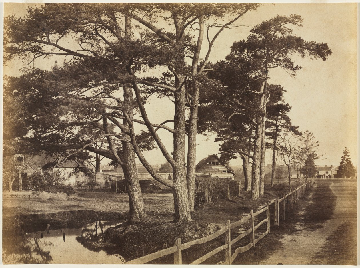 Scotch Firs, Hawkhurst, 1853. af Benjamin Brecknell Turner