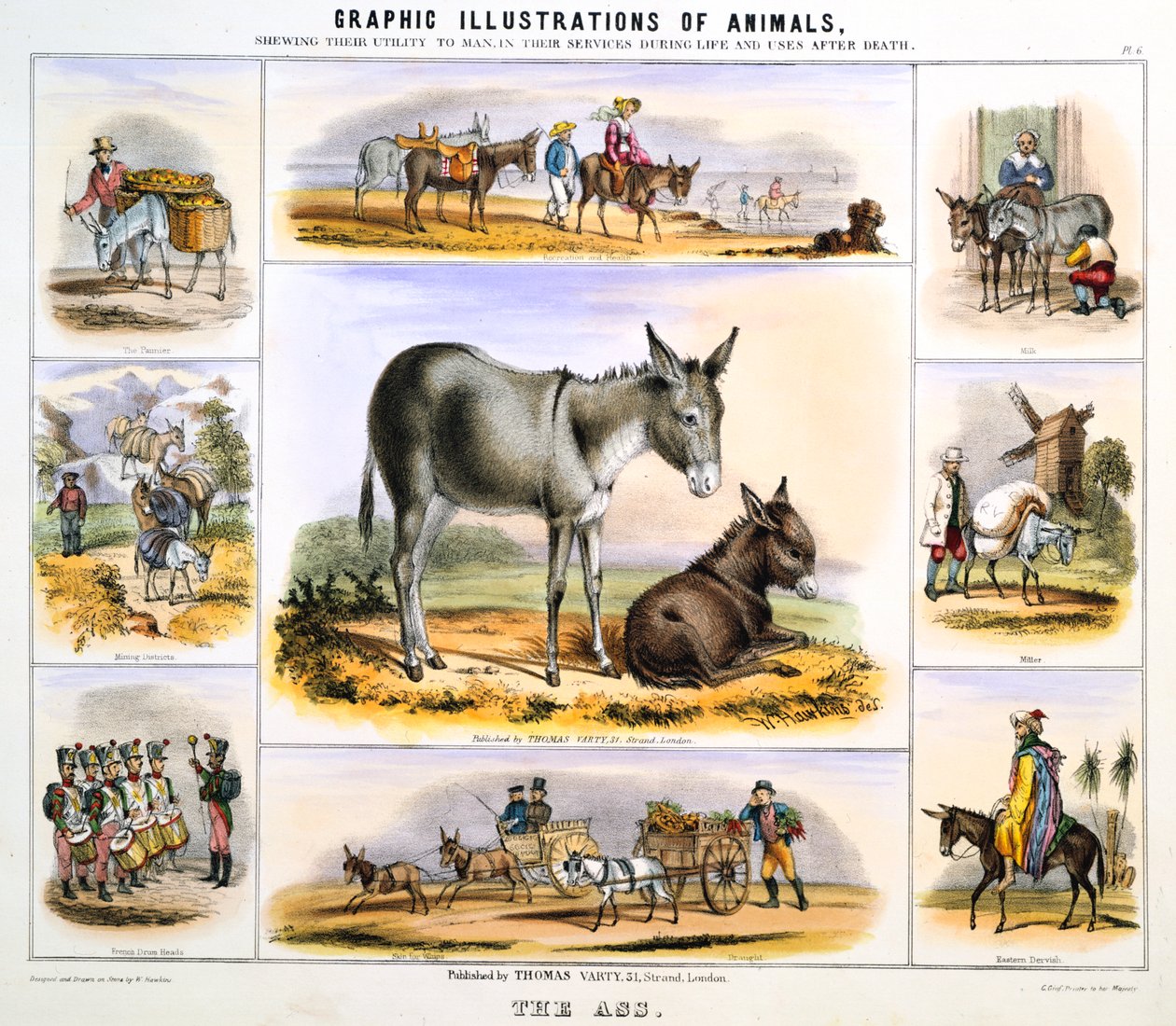 The Ass, c1850 af Benjamin Waterhouse Hawkins