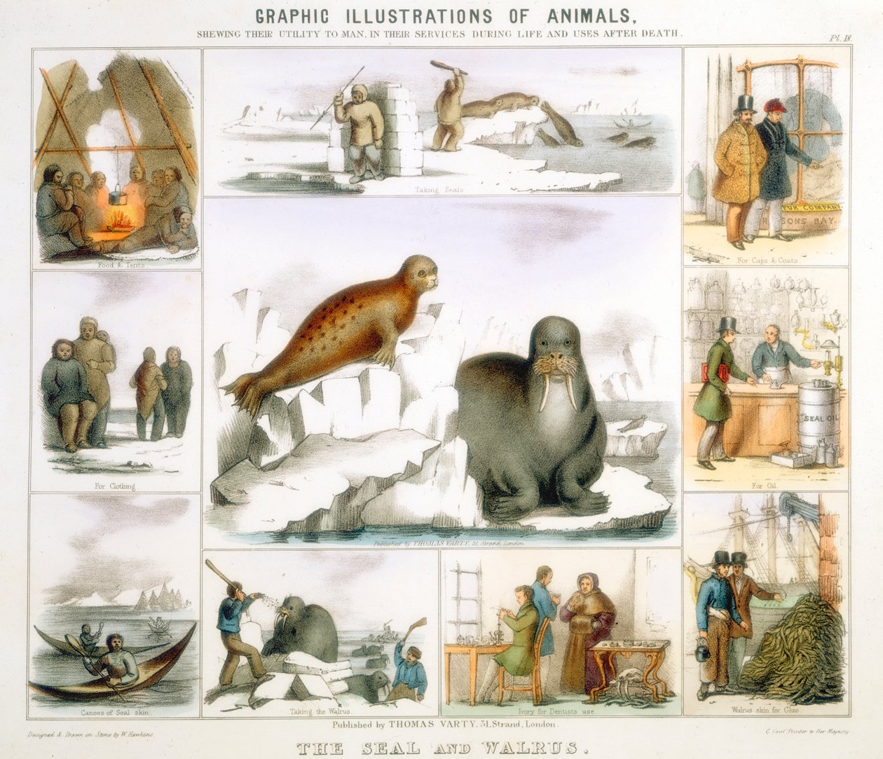 Sælen og hvalrossen, c1850 af Benjamin Waterhouse Hawkins