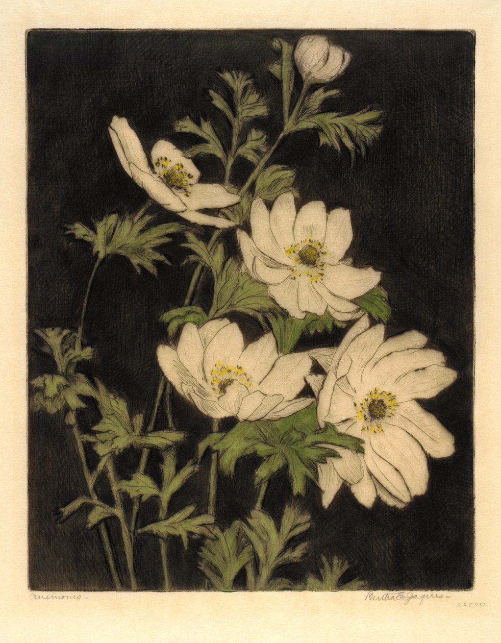 Anemoner af Bertha E. Jaques