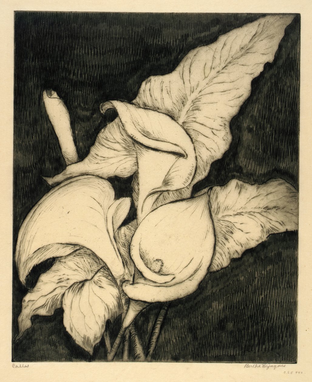 Callas af Bertha E. Jaques