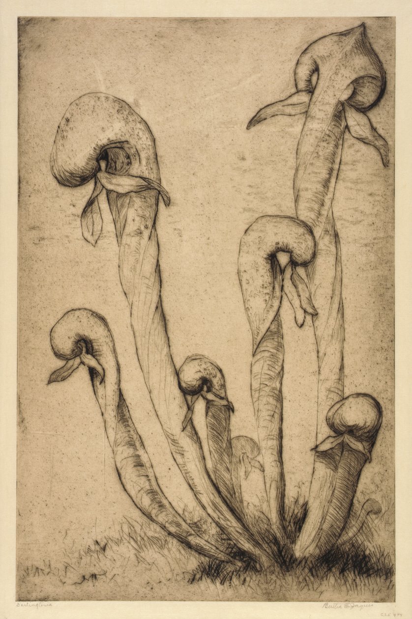 Darlingtonia af Bertha E. Jaques