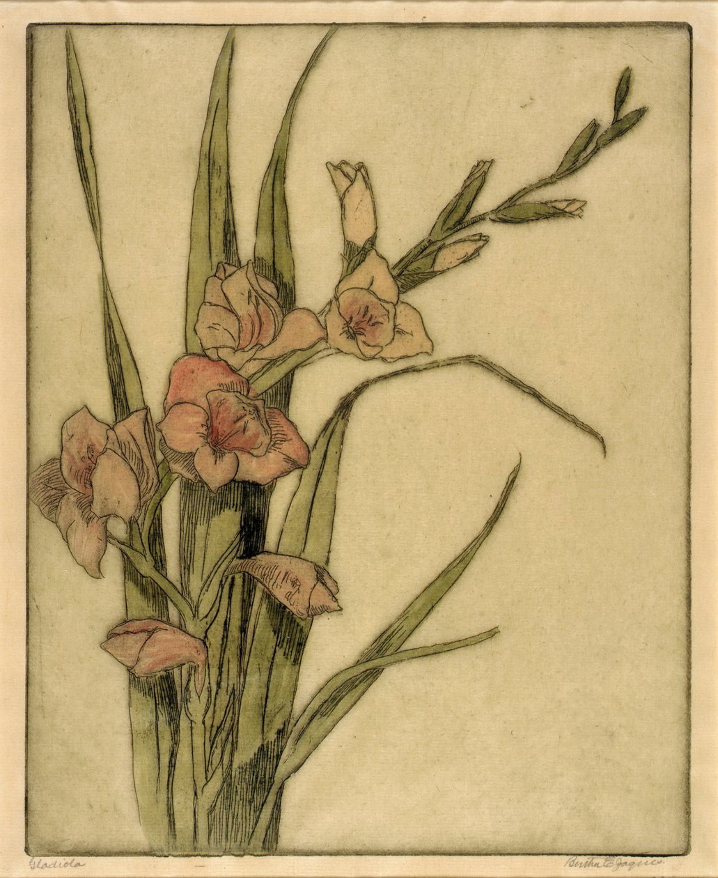 Gladiola af Bertha E. Jaques