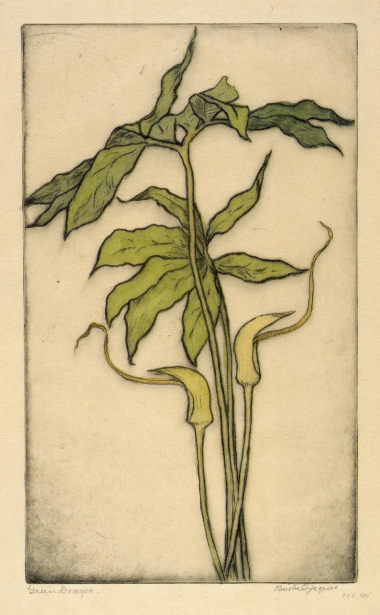 Grøn drage af Bertha E. Jaques