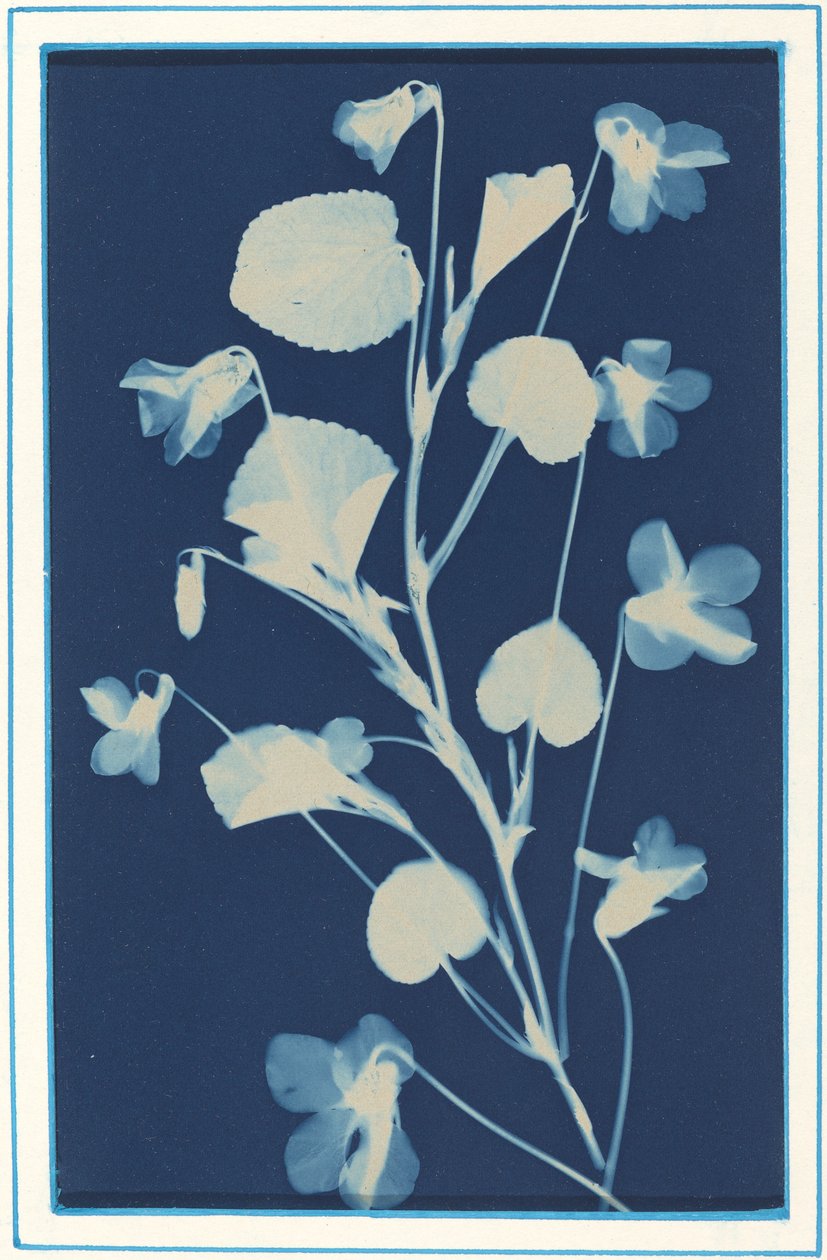Uden titel, c. 1900. af Bertha Evelyn Jacques