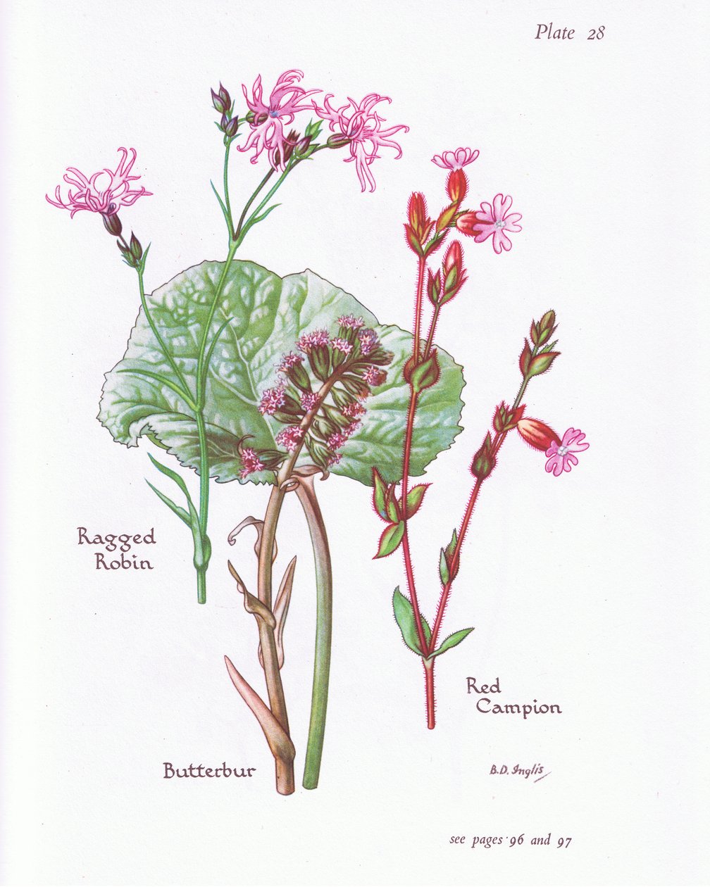Rødtjørn, Ragged Robin, Rød Campion, 1951 af Bessie D. Inglis