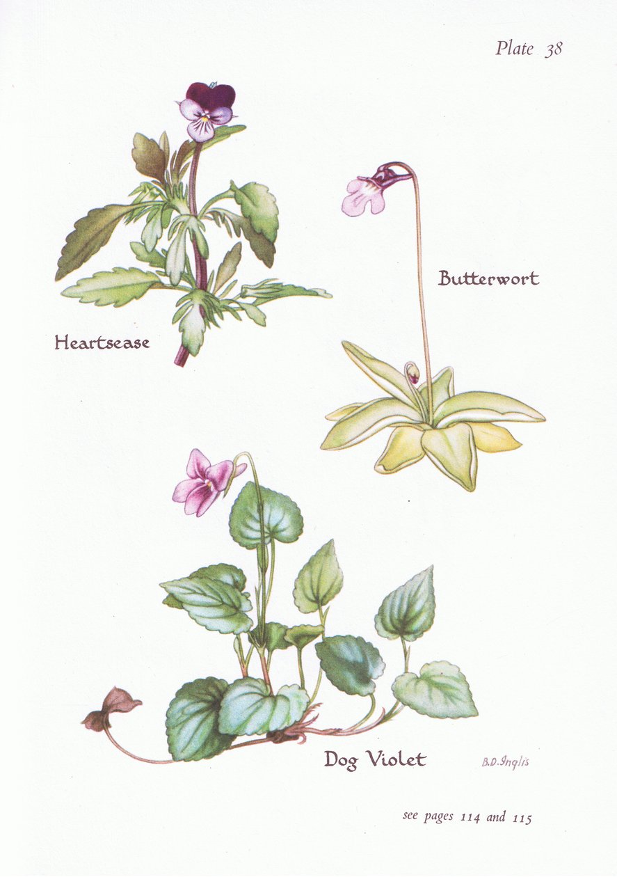 Heartsease, Hundeviol, Butterwort, 1951 af Bessie D. Inglis