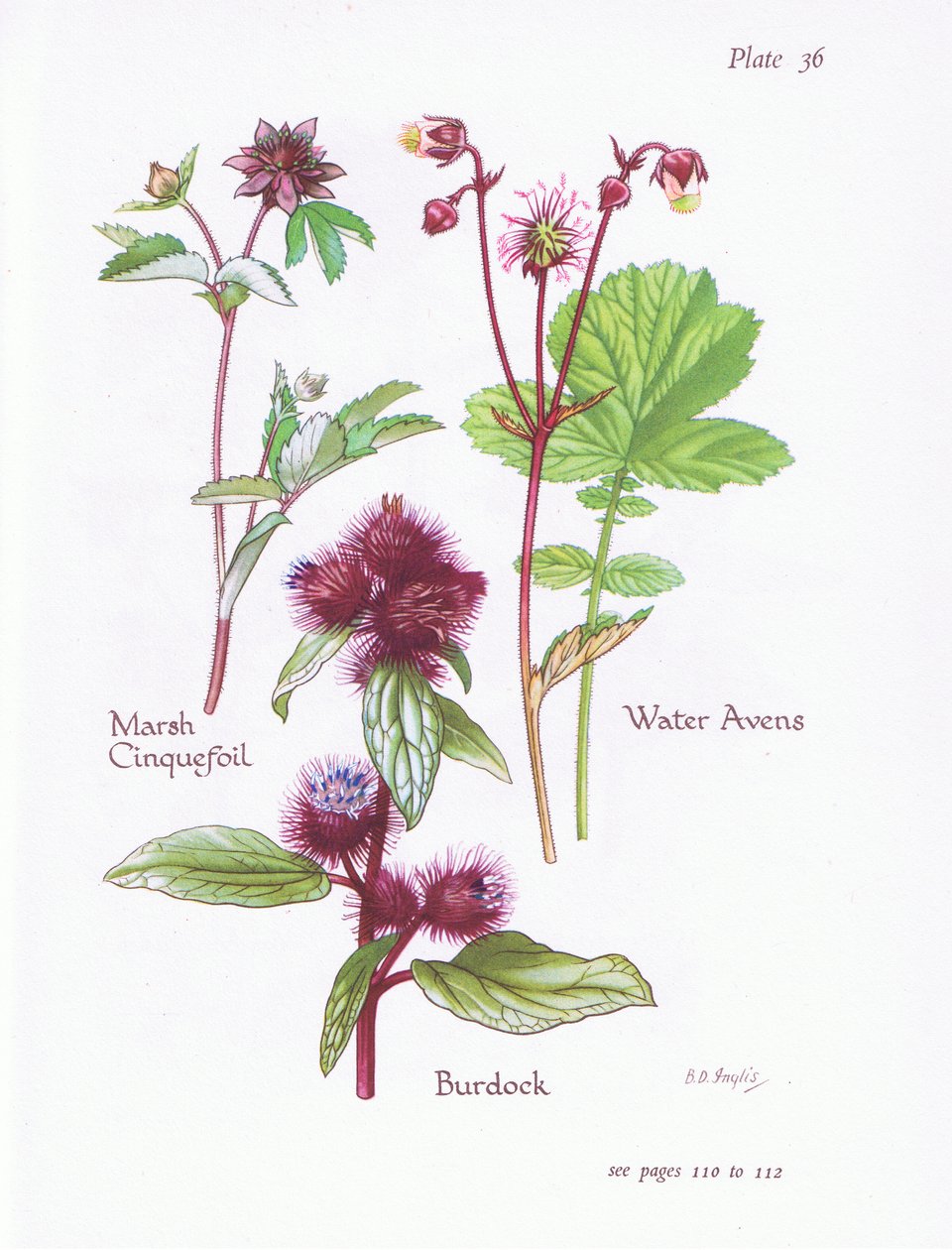 Marsh Cinquefoil, Burdock, Water Avens, 1951 af Bessie D. Inglis