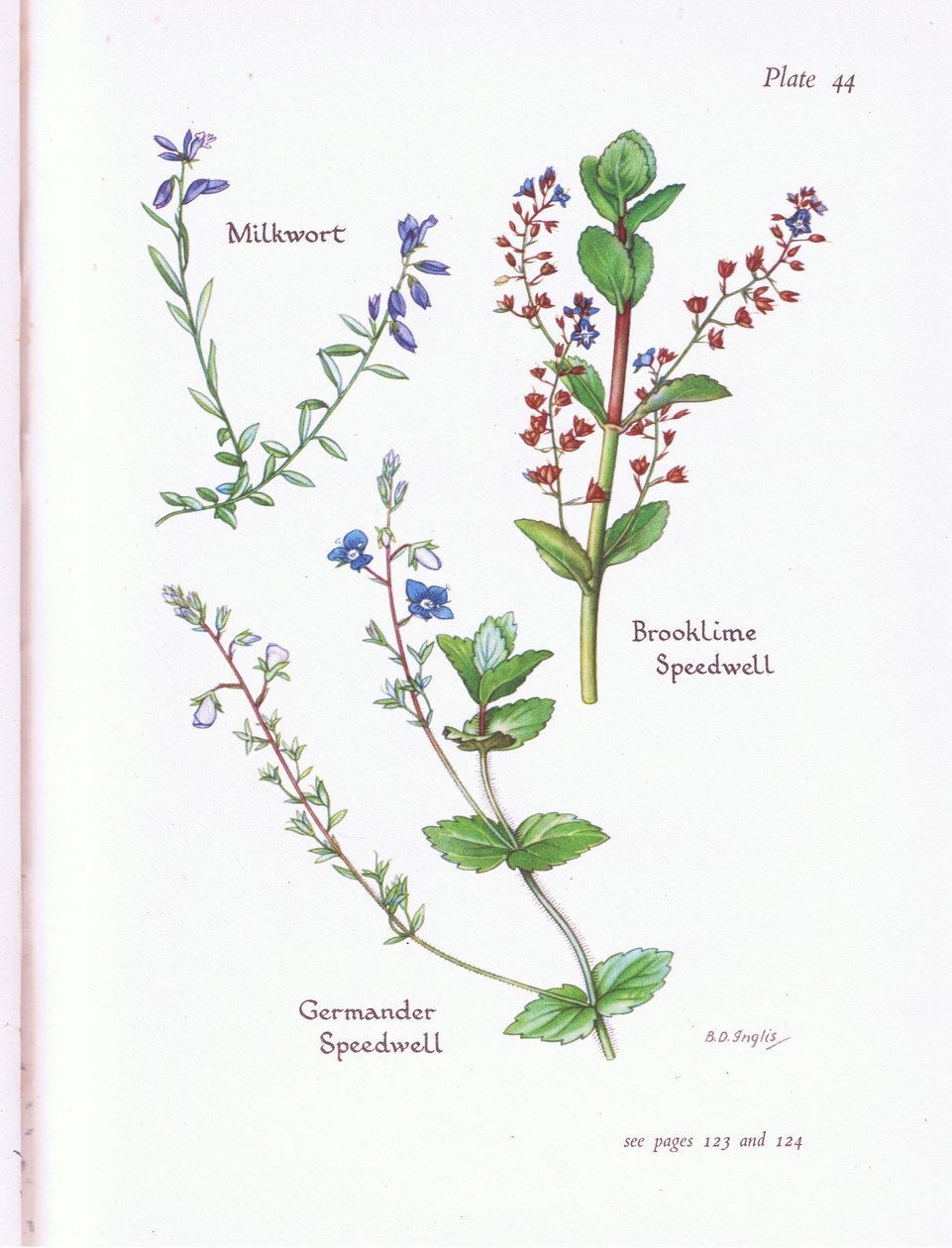 Milkwort, Brooklime, Speedwell, Germander Speedwell af Bessie D. Inglis