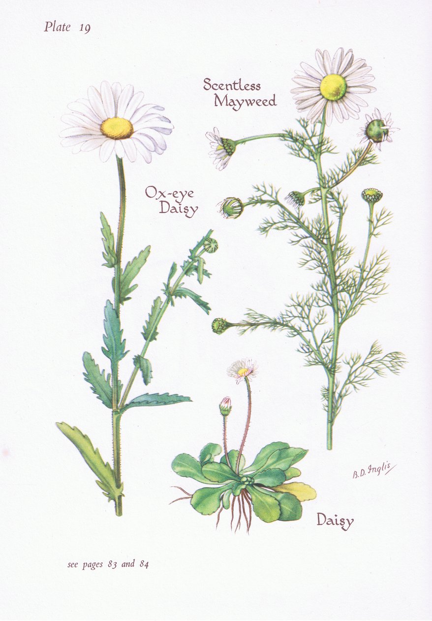 Scentless Mayweed, Daisy, Ox-Eye Daisy, 1951 af Bessie D. Inglis