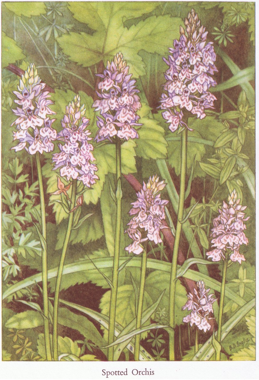 Spotted Orchis, 1951 af Bessie D. Inglis