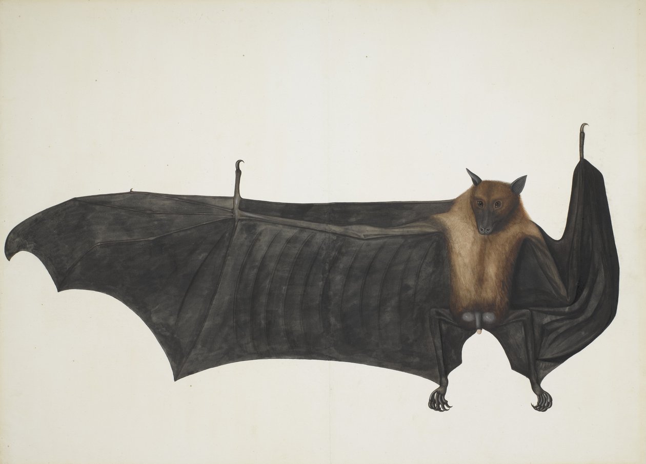 Stor indisk frugtflagermus, ca. 1777-82. af Bhawani Das