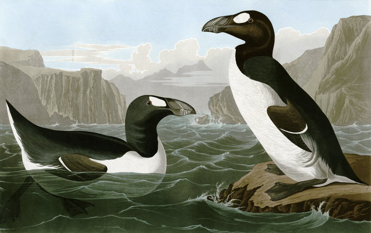 Store Auk af Bird Artist of America. John James Audubon