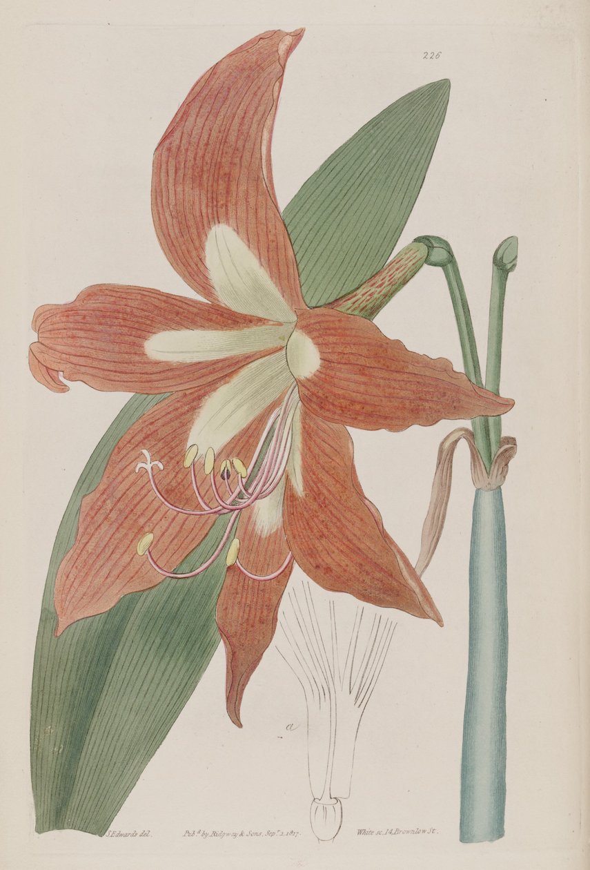 Hippeastrum striatum af Botanical Register