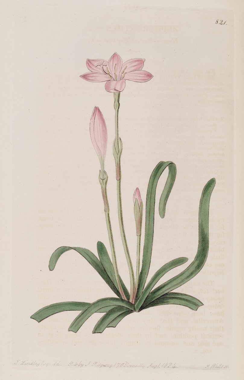 Zephyranthes rosea af Botanical Register