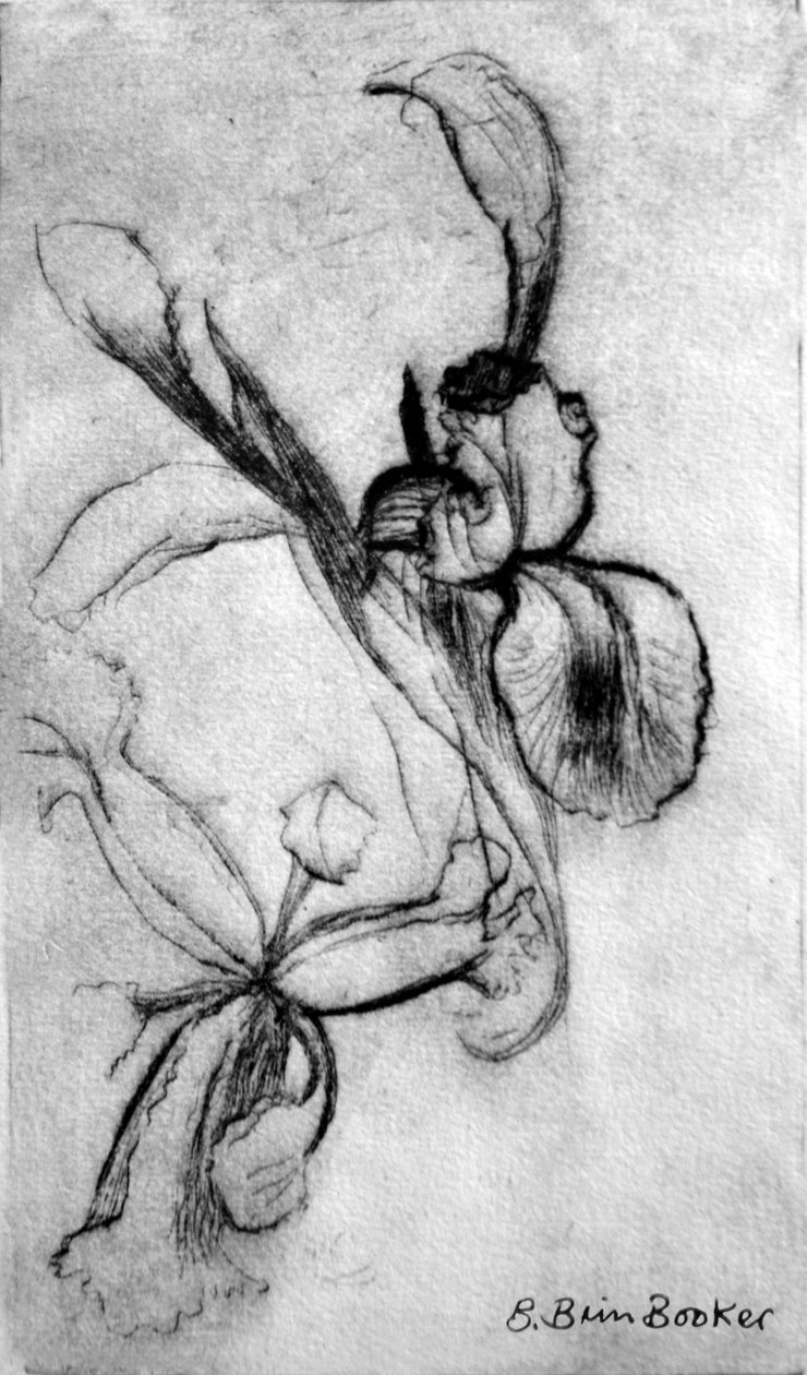 Iris (tørpunkt) af Brenda Brin Booker