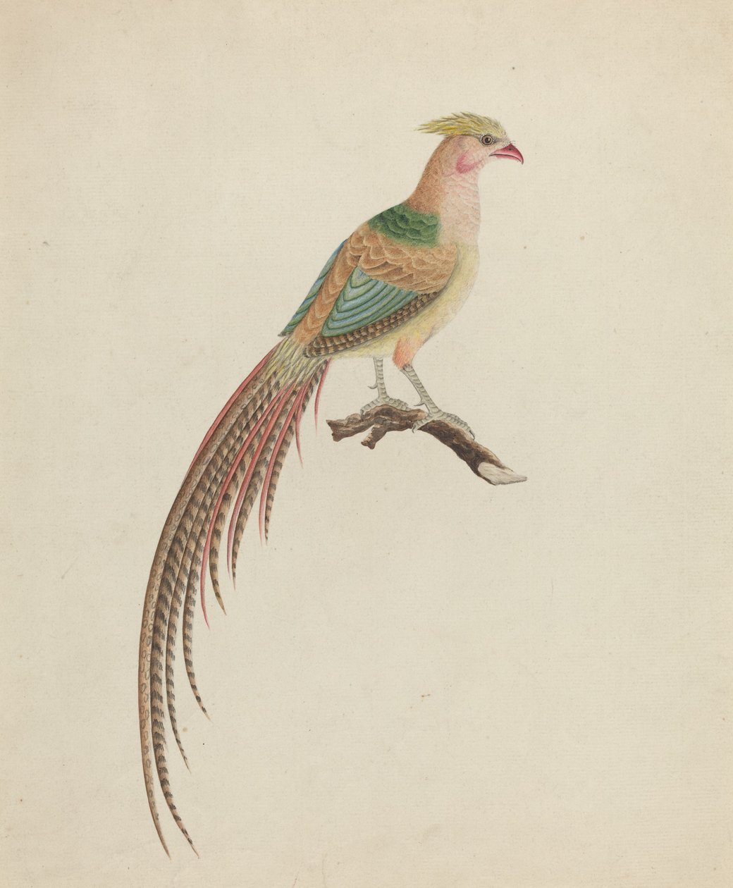 Guldfasan (Chrysolophus pictus) af British 18th Century