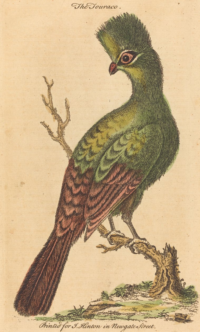 Touraco-fuglen af British 18th Century
