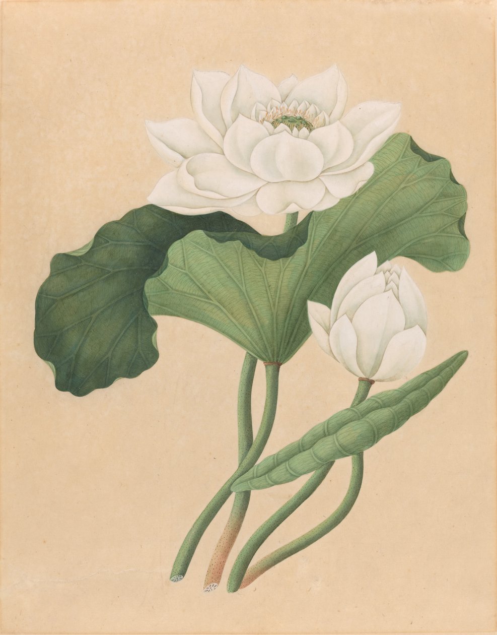 Østindisk Lotus (Nelumbo nucifera) af British 19th Century