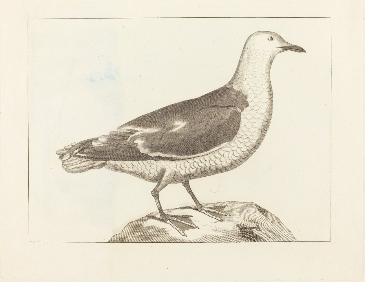 Vandfugle af British 19th Century