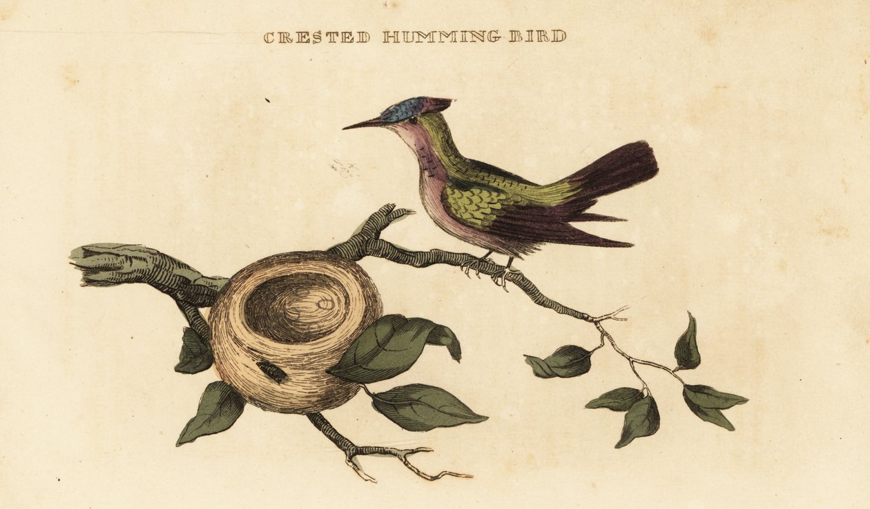 Antilliansk kolibri, Orthorhyncus cristatus af British School