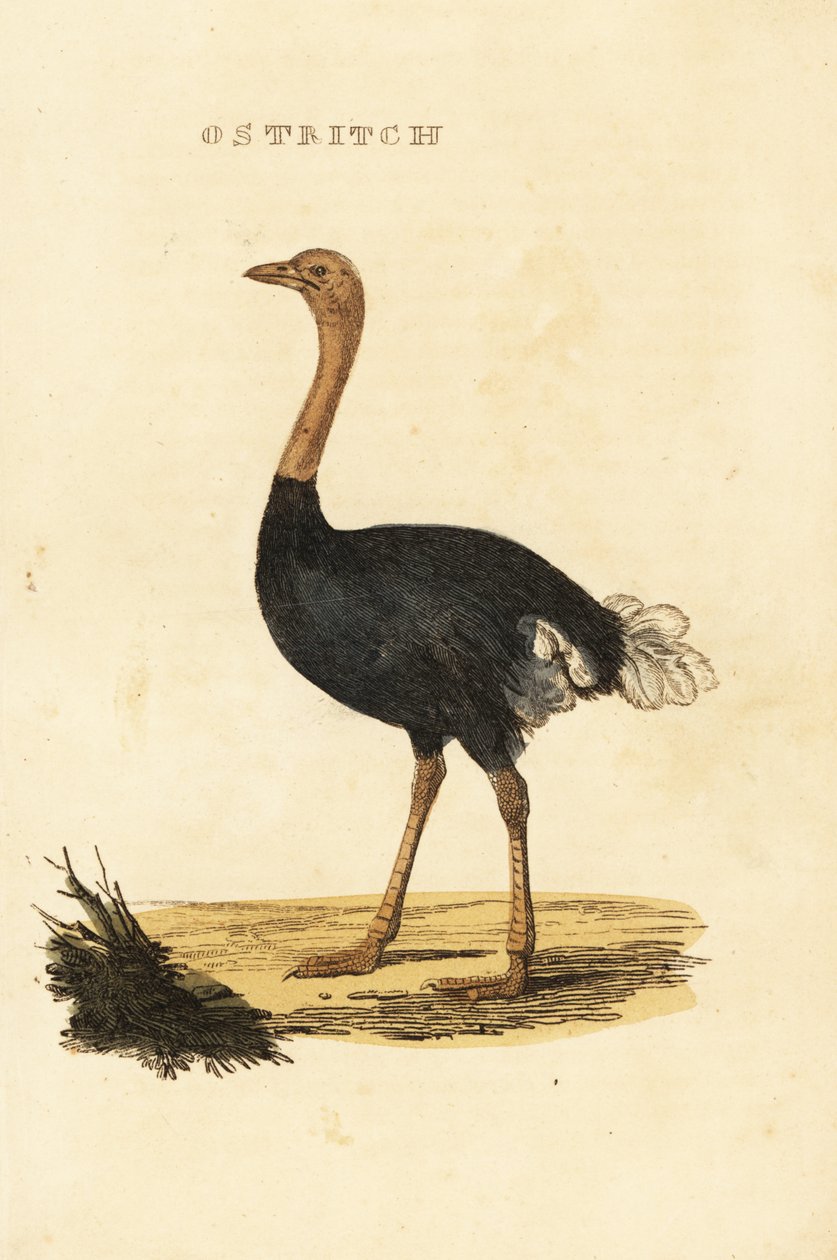 Almindelig struds, Struthio camelus af British School