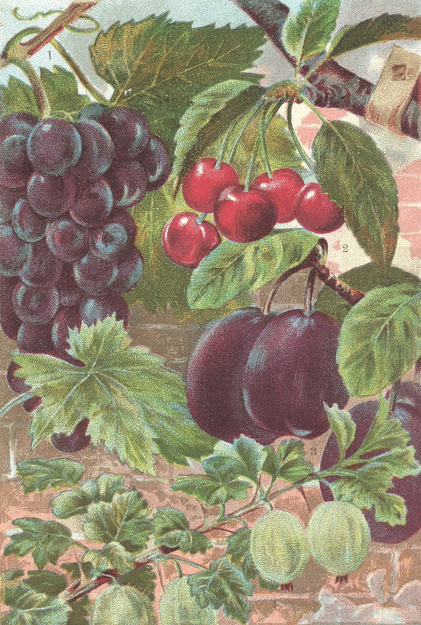 Frugter: druer, kirsebær, blommer (farve litho) af British School