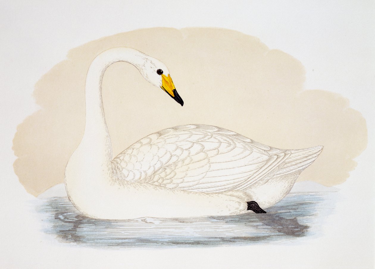 Vild svane (Cygnus cygnus), gravering, Storbritannien af British School