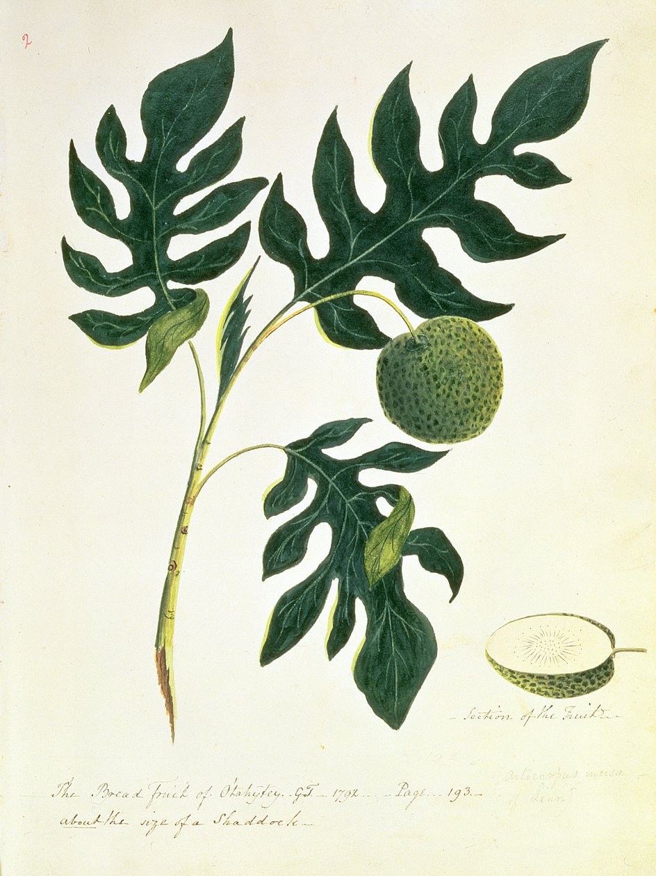 The Bread Fruit of Otahytey, 1792 af Captain George Tobin