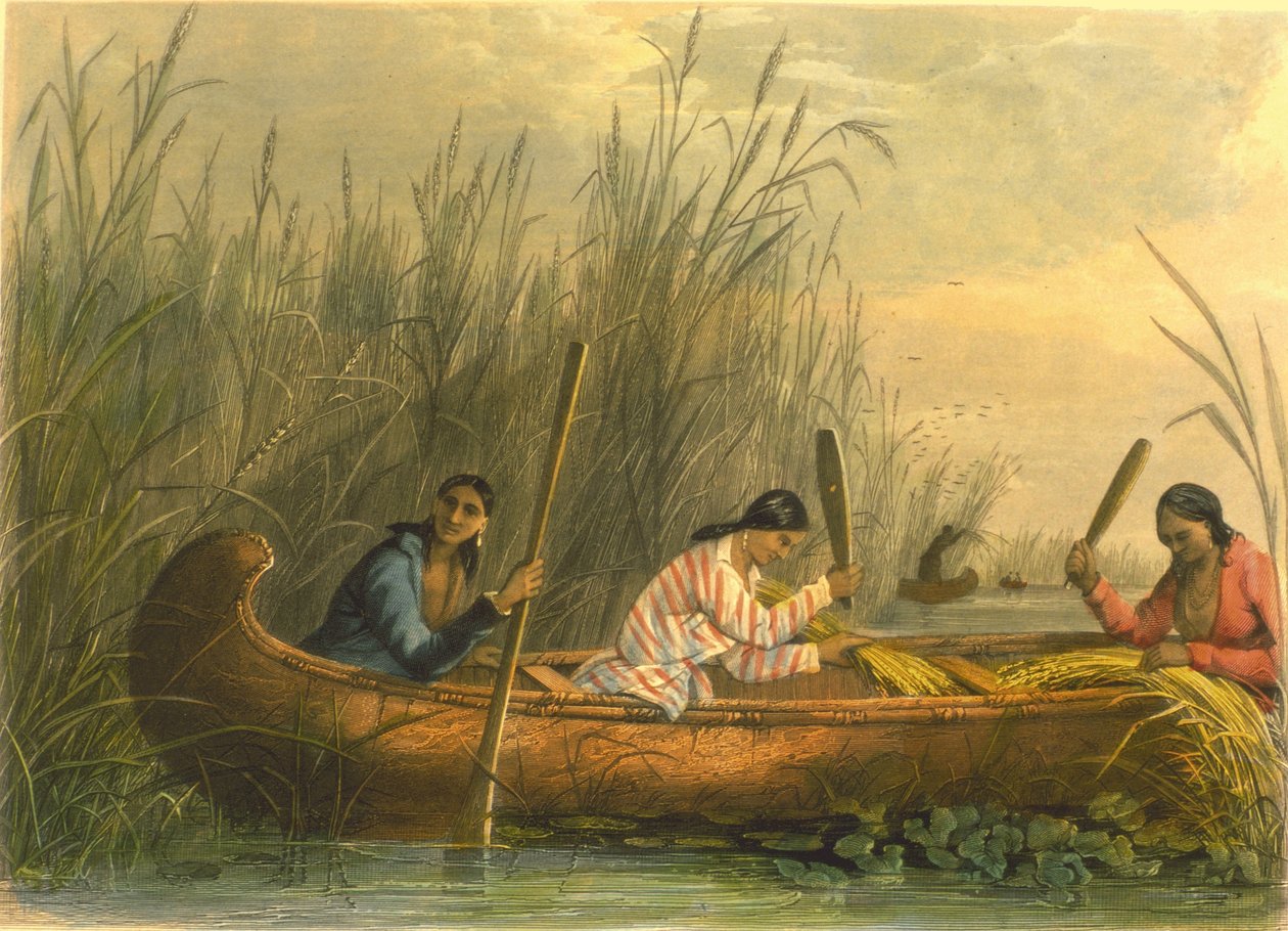 Indsamling af vilde ris, 1853 af Captain Seth Eastman