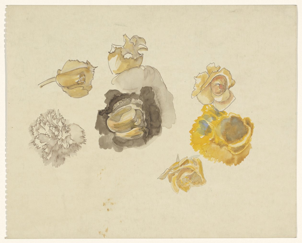 Undersøgelser af blomster i gult af Carel Adolph Lion Cachet