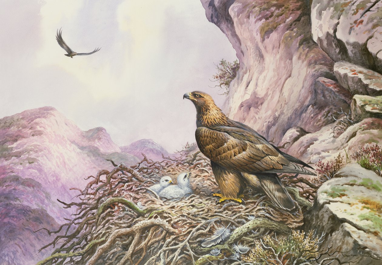 Golden Eagles at their Eyrie (wc) af Carl Donner