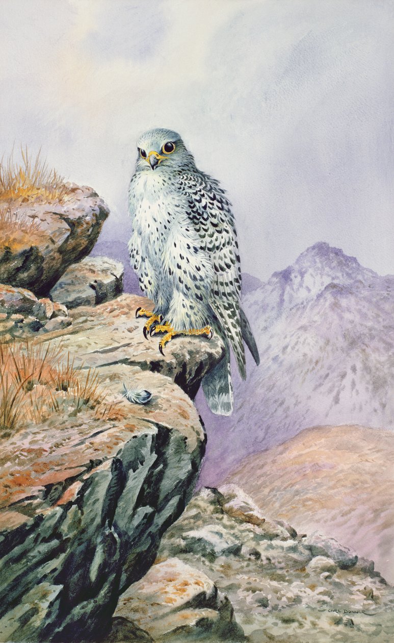 Gyrfalcon af Carl Donner