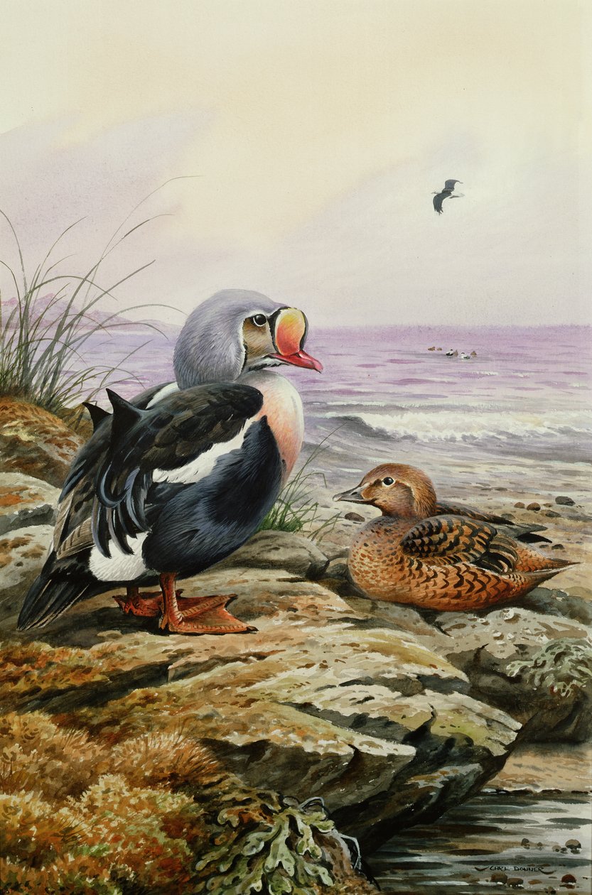King Eider (toilet) af Carl Donner