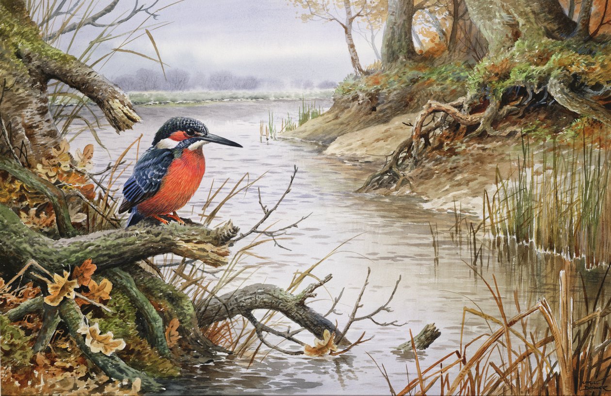 Kingfisher (wc) af Carl Donner