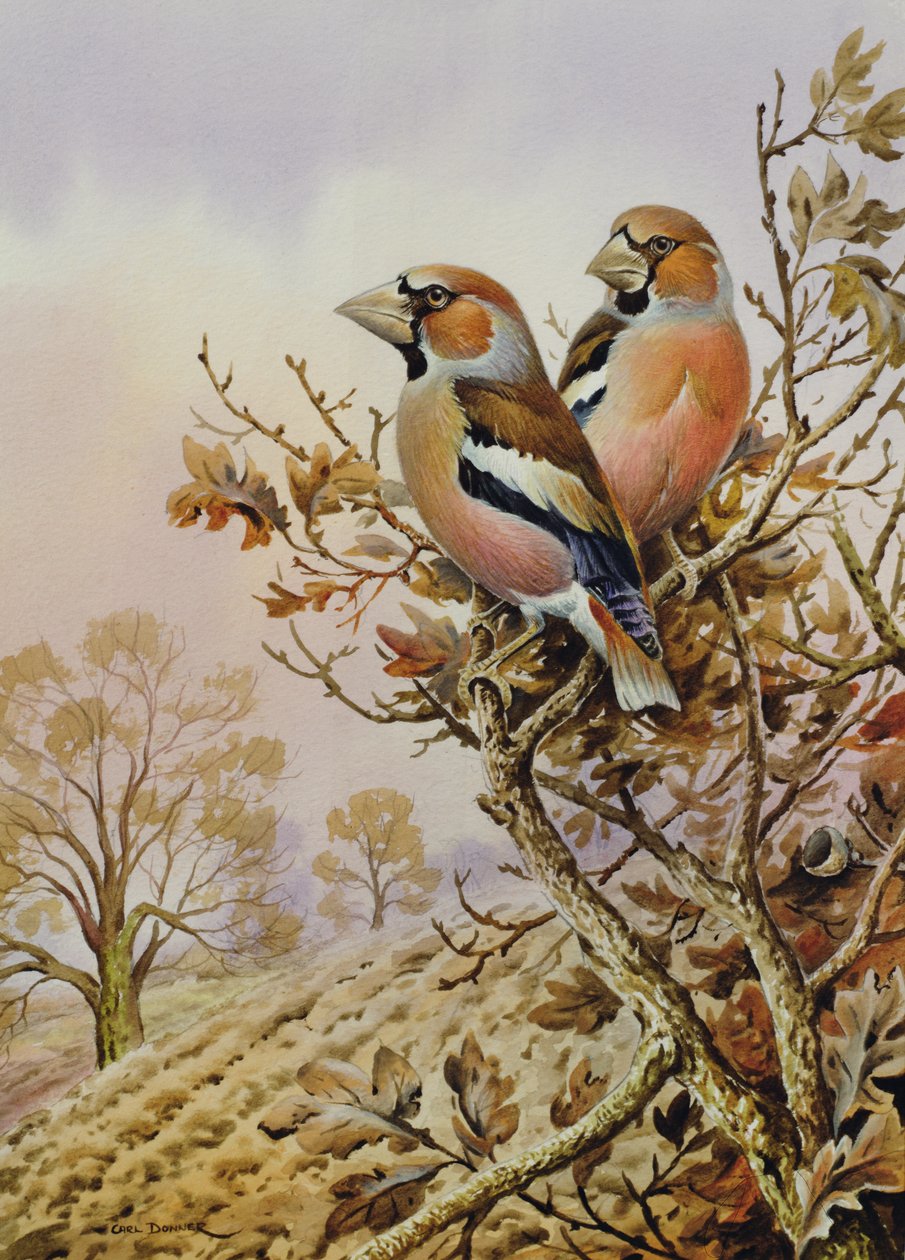 Et par bogfinker af Carl Donner