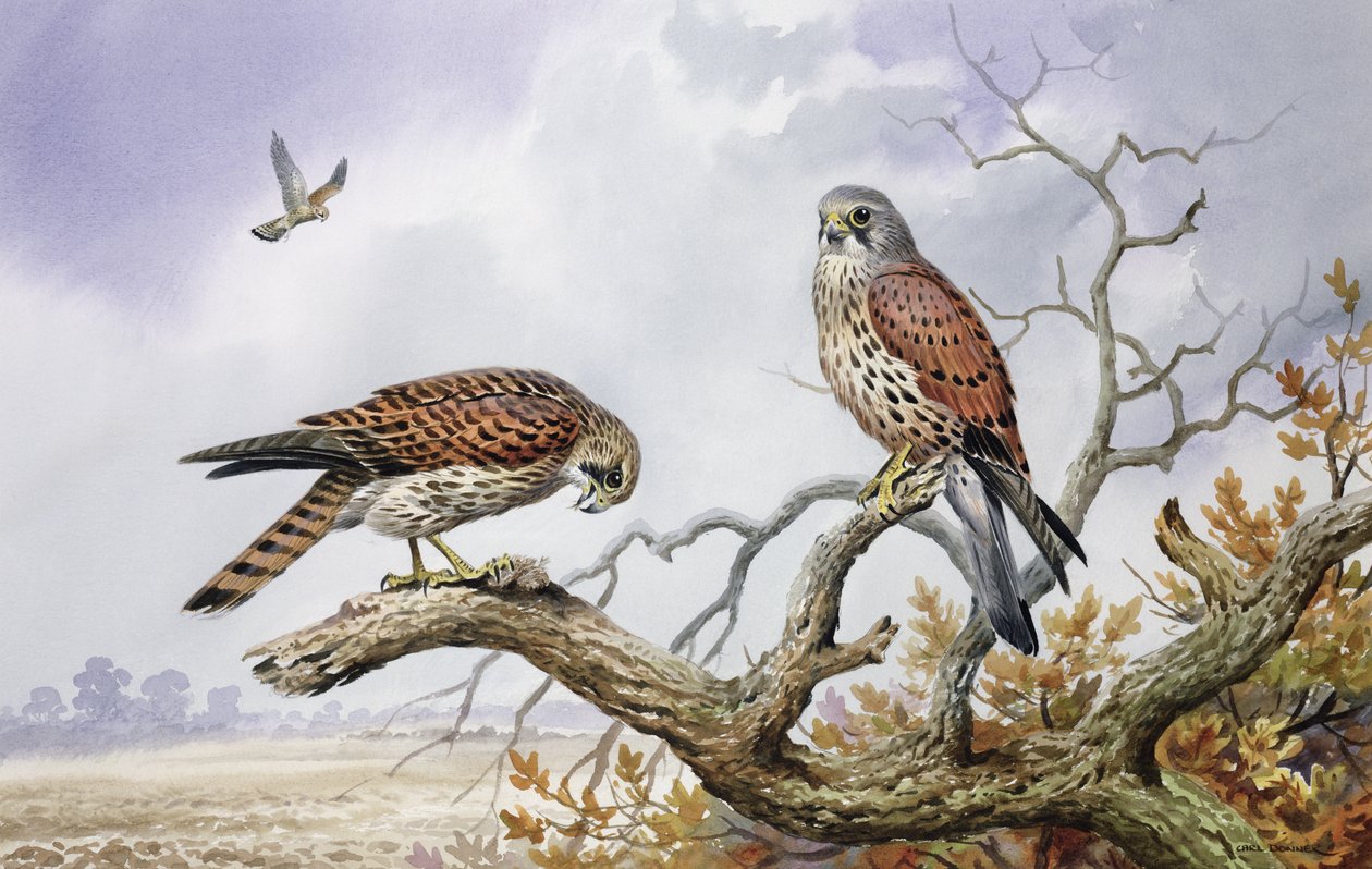 Par Kestrels (wc) af Carl Donner