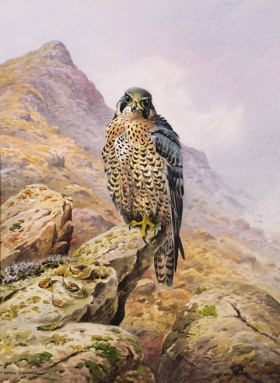 Vandrefalk af Carl Donner