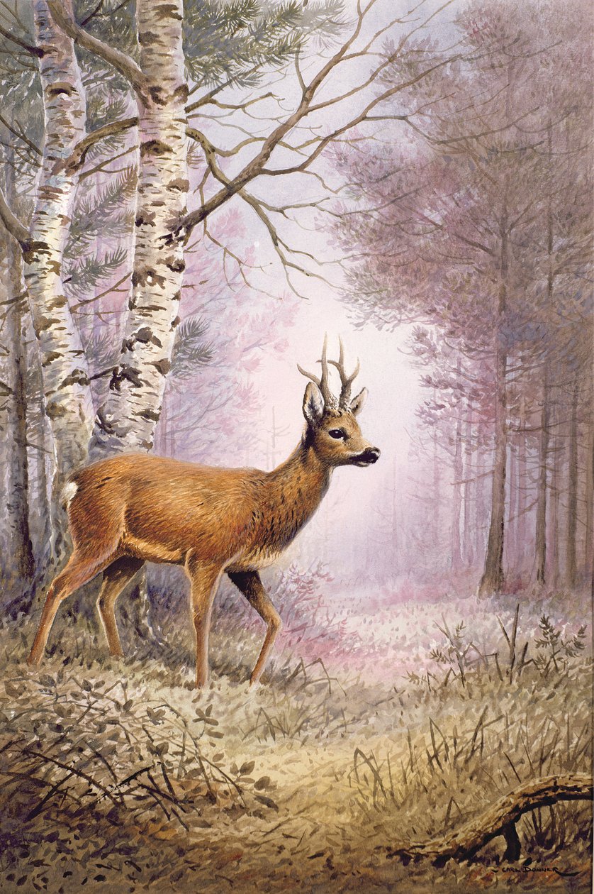 Rådyr af Carl Donner