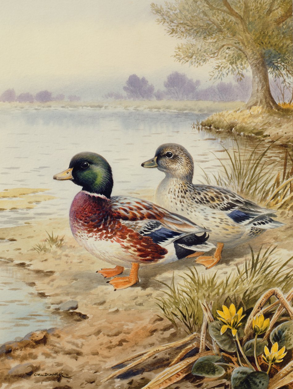 Silver Call Ducks af Carl Donner