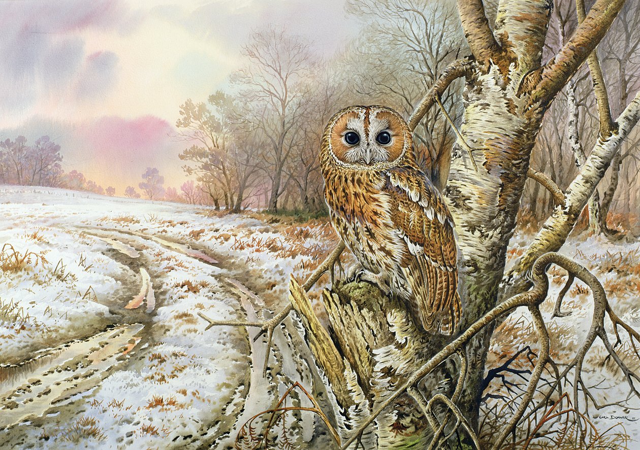 Tawny Owl af Carl Donner