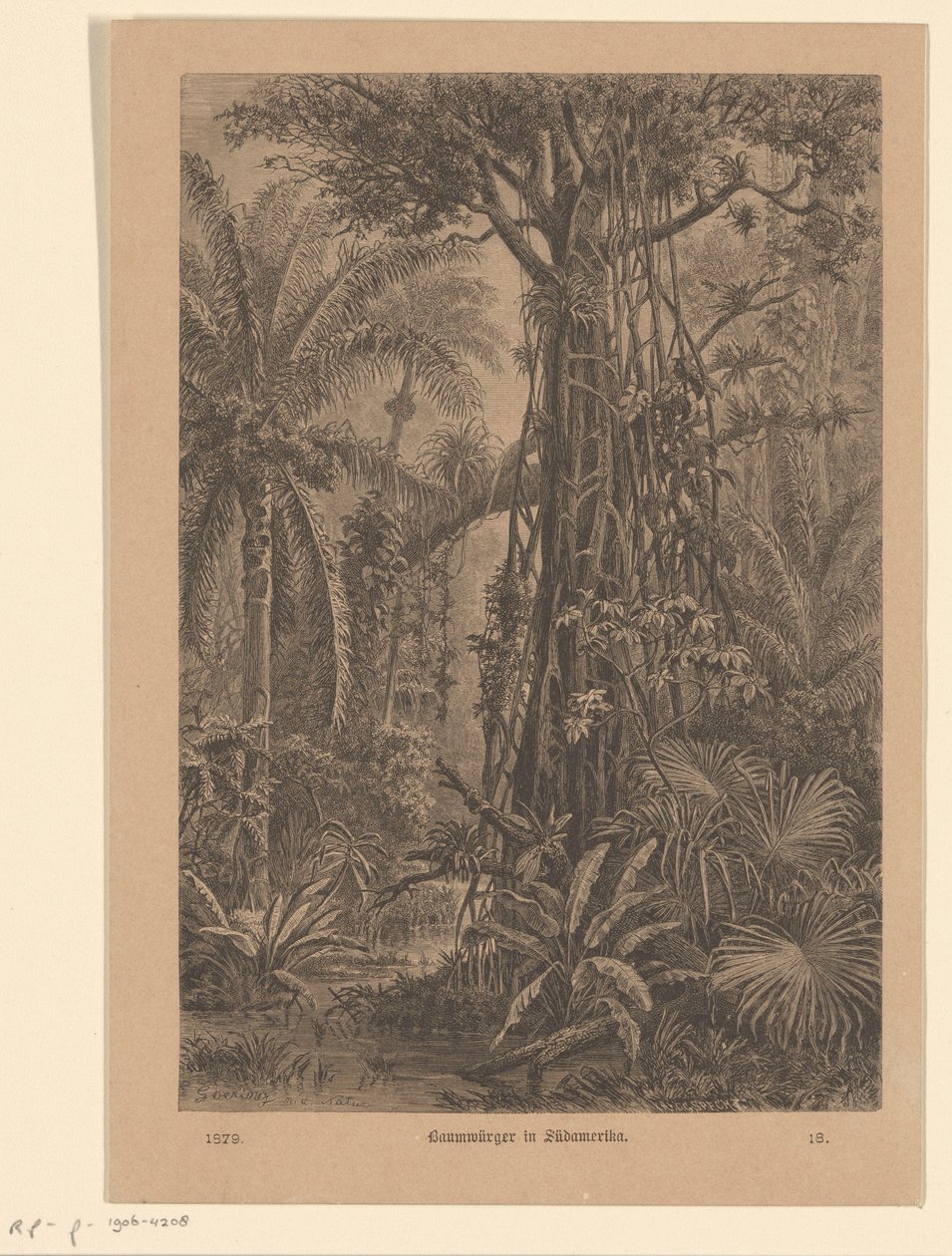 onde ansigt Tree Shrikes i Sydamerika (titel på objekt) af Carl Gottlob Specht