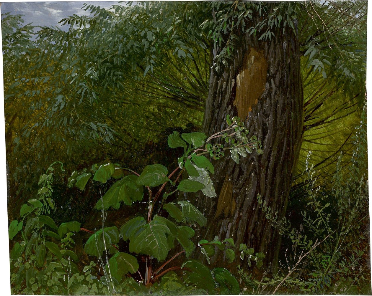 Pilestamme med undervegetation af Carl Gustav Carus